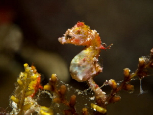 Hippocampus ponthoi by Alex Varani 
